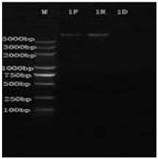 Pseudomonas aeruginosa bacteriophage yapa and its use