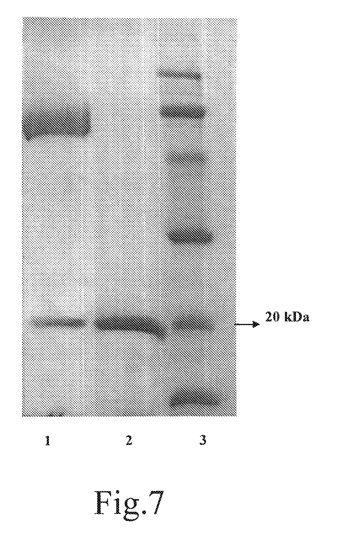 Medicament for treatment of tumors and the use thereof