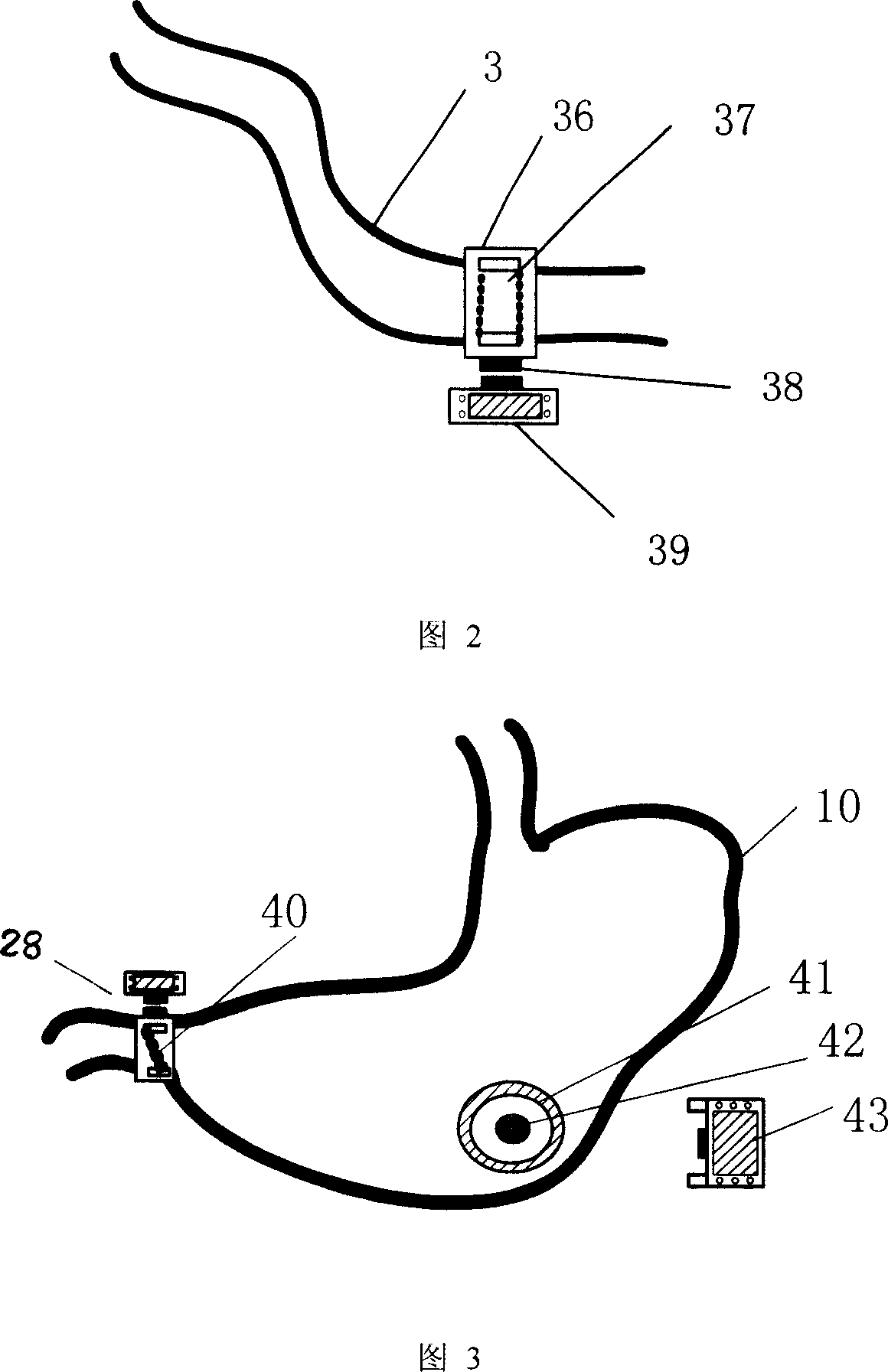 Analog device of alimentary system