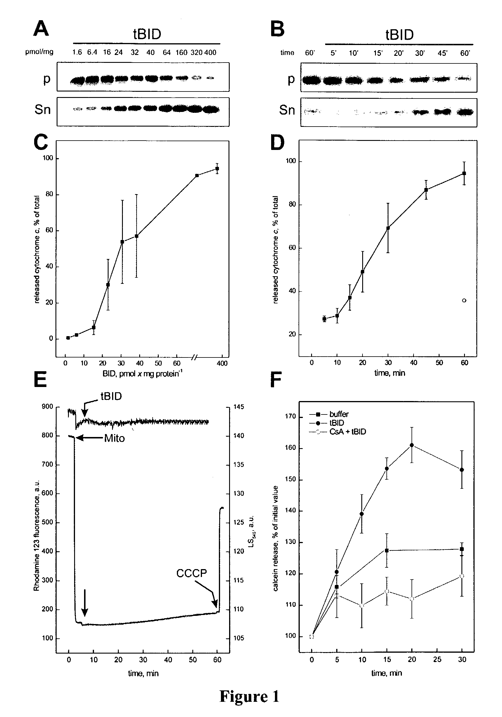BID polypeptides and methods of inducing apoptosis