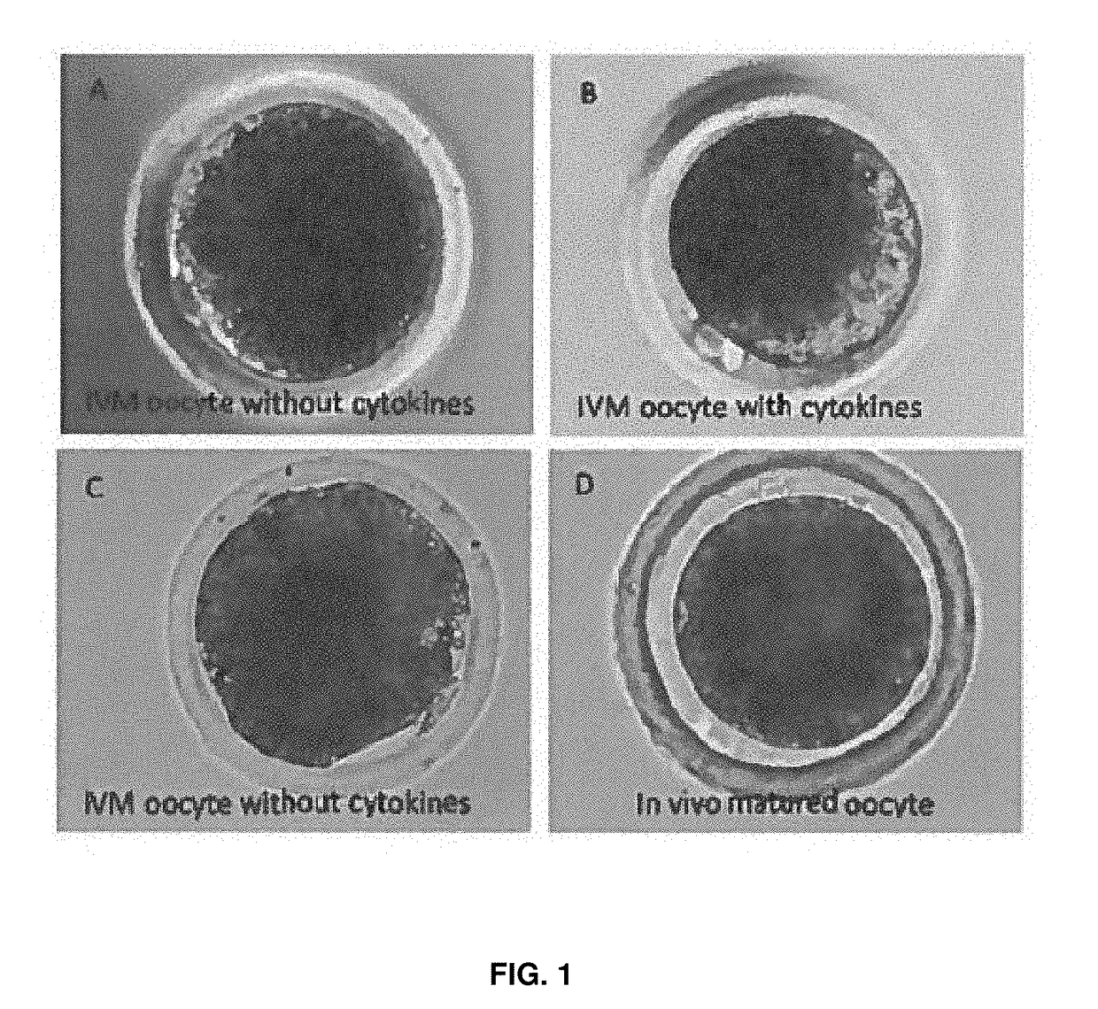 Medium supplement to increase the efficiency of oocyte maturation and embryo culture in vitro