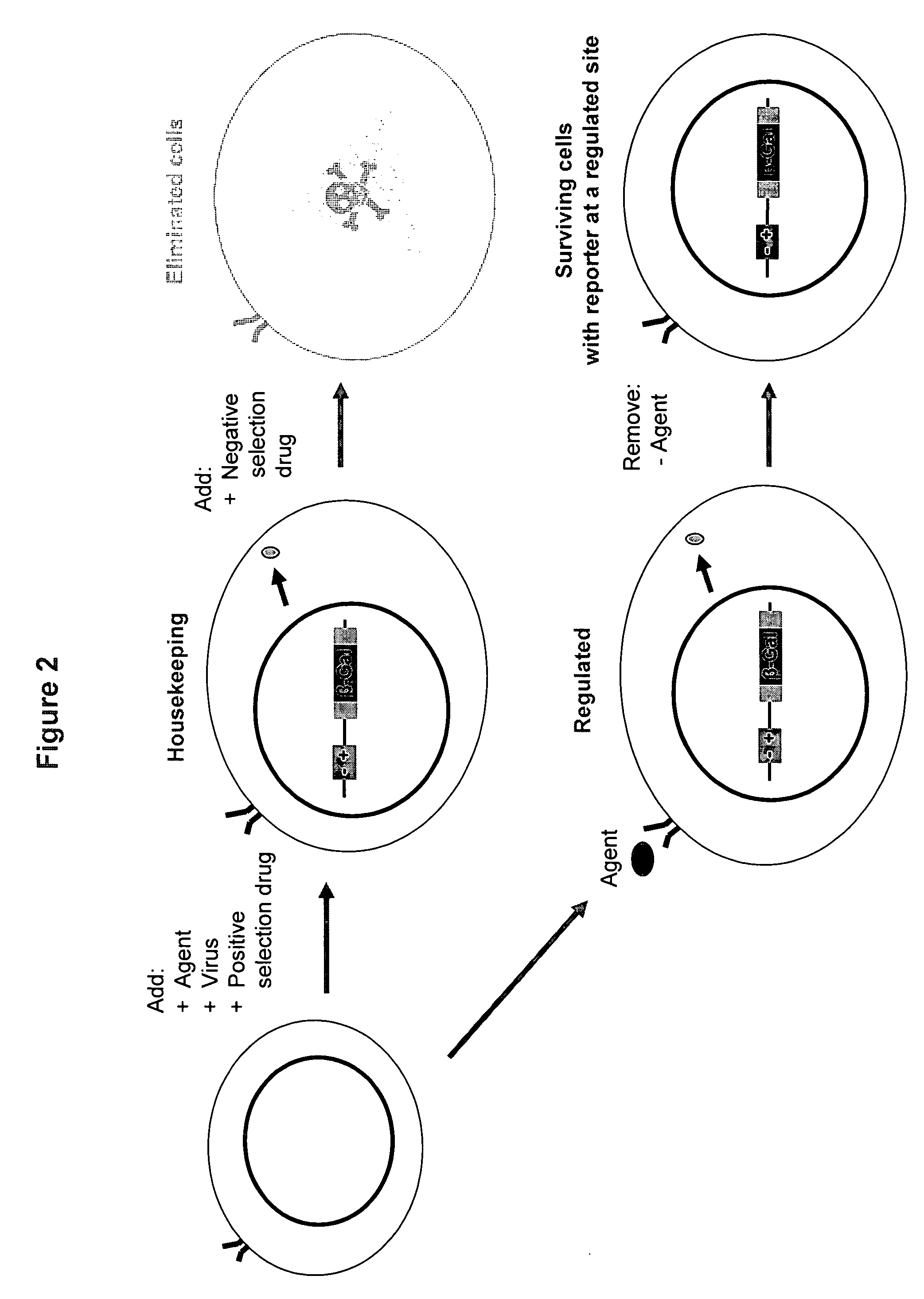 Treatment of refractory cancers using Na+/K+-ATPase inhibitors