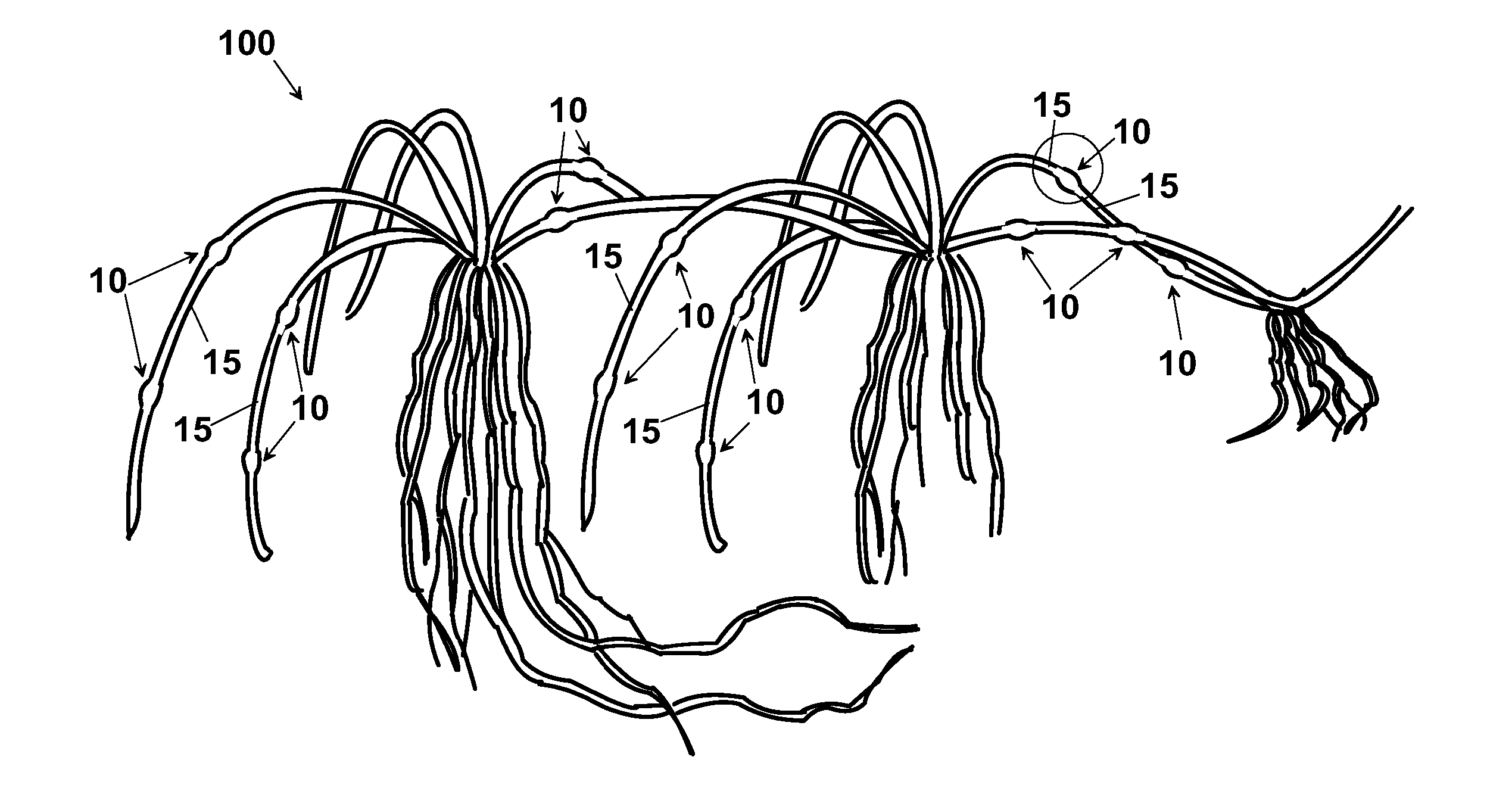 Method for making a turf of stoloniferous or rhizomatous plant species