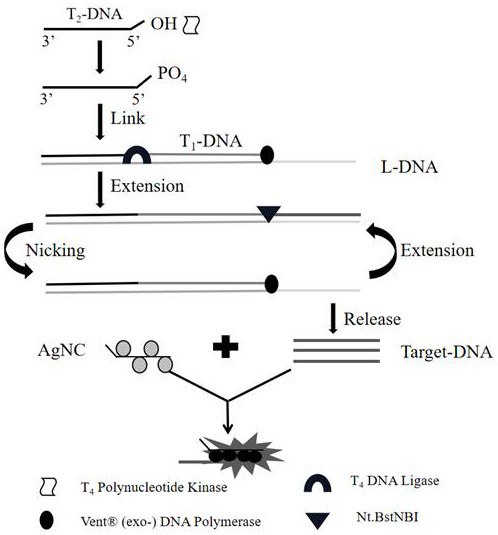 Method for detecting polynucleotide kinase in high-salt high-protein biological sample