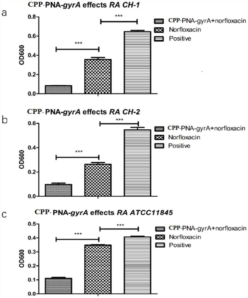 Application of gyra gene pna combined with penetrating peptide combined with antibiotics in the preparation of drugs for inhibiting Riemerella anatipestifer