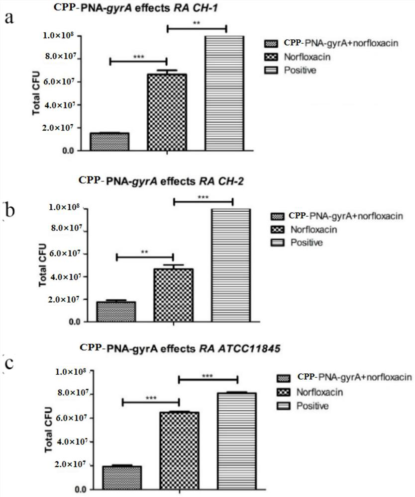 Application of gyra gene pna combined with penetrating peptide combined with antibiotics in the preparation of drugs for inhibiting Riemerella anatipestifer