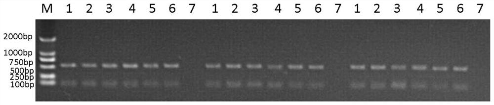 Small RNA (Ribonucleic Acid) virus gene of white foot shrimp and application of small RNA virus gene