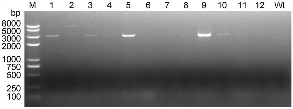 Myxococcus flavus large-fragment knockout plasmid and knockout method thereof
