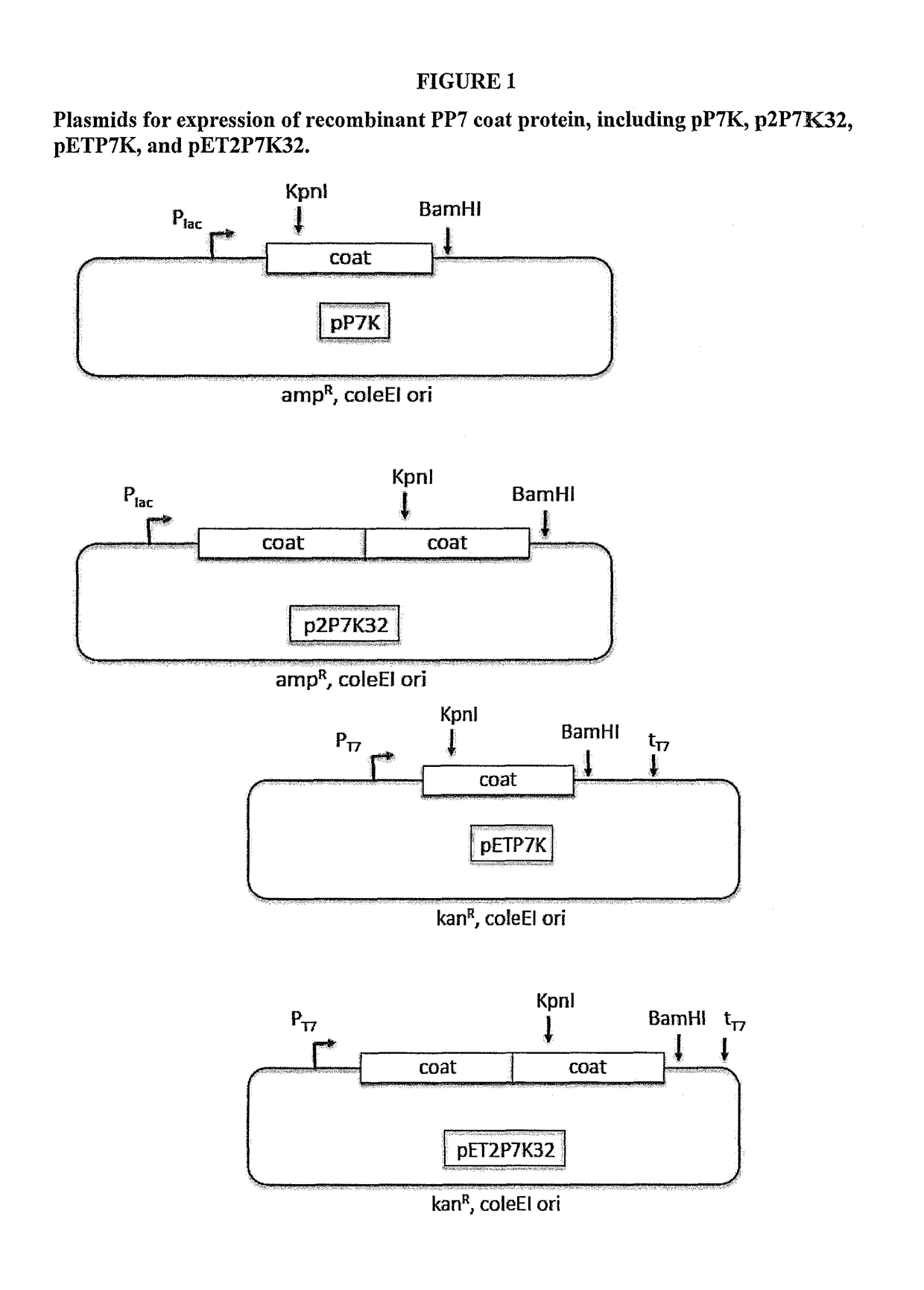 Immunogenic HPV L2-containing VLPs and related compositions, constructs, and therapeutic methods