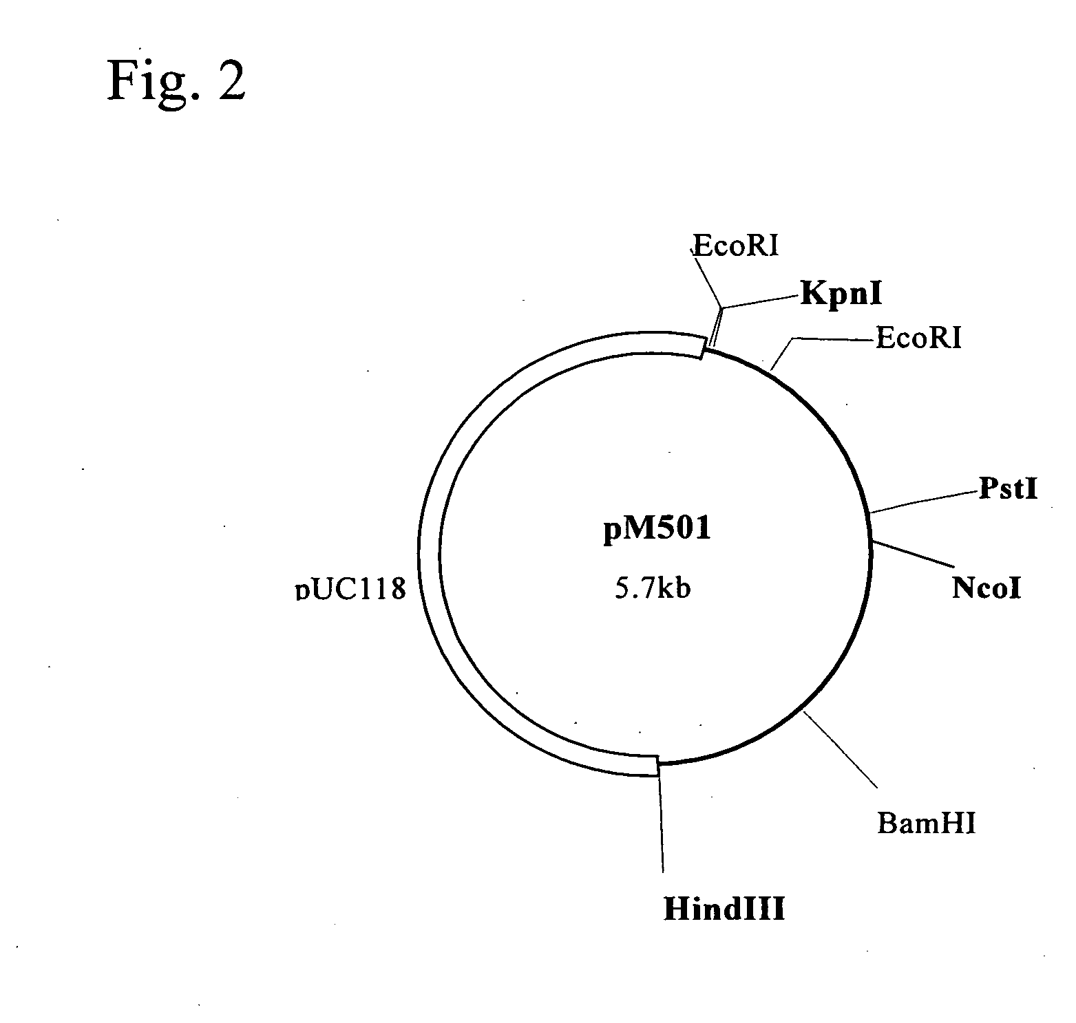 Novel amide hydrolase gene