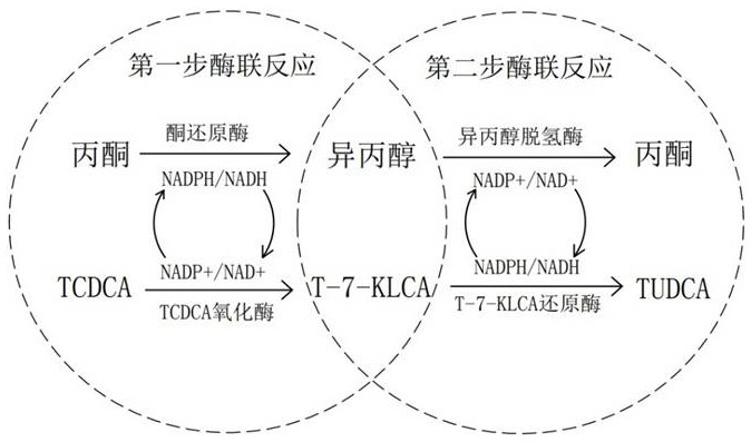 Biocatalytic preparation method of tauroursodeoxycholic acid