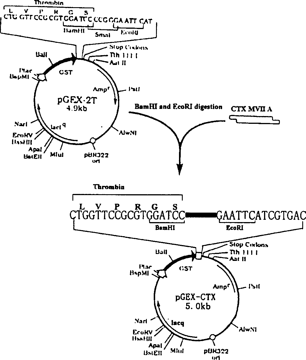 GST fusion expression of conotoxin MVII A gene and its use