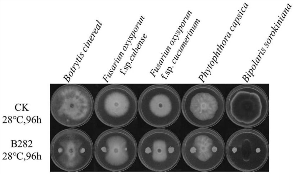 A strain of Bacillus mohewei b282 and its application