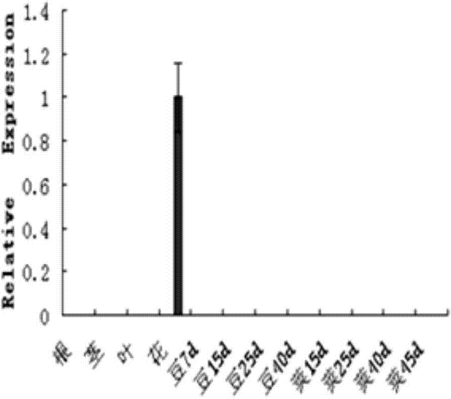 Application of soybean MYB transcription factor GmMYB181