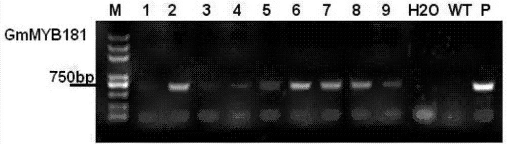 Application of soybean MYB transcription factor GmMYB181