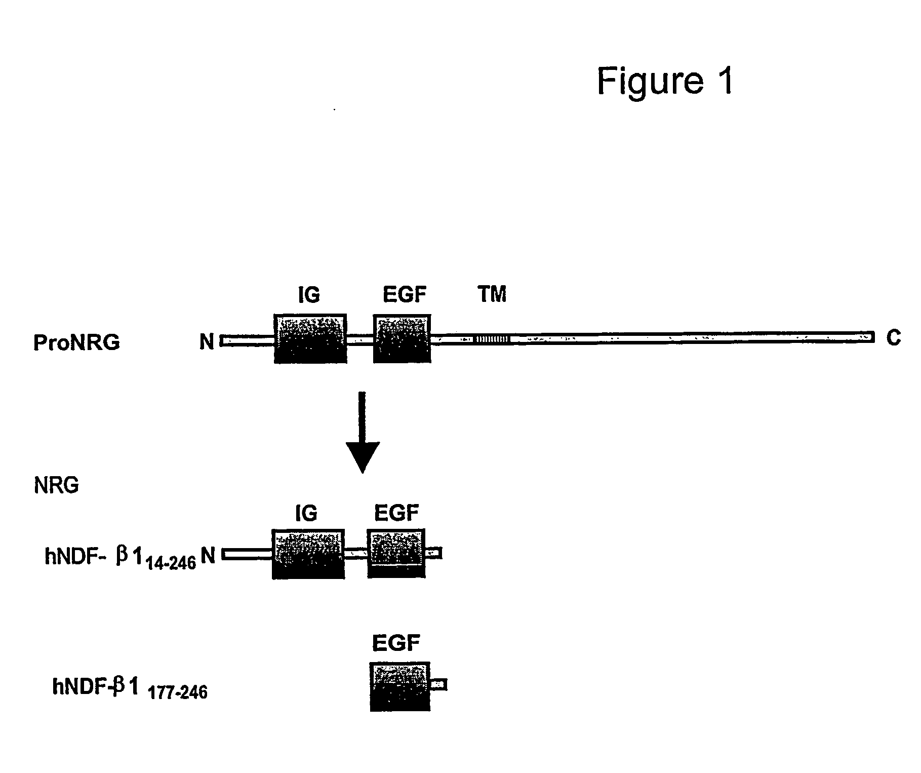 Hybrid proteins with neuregulin heparin-binding domain for targeting to heparan sulfate proteoglycans