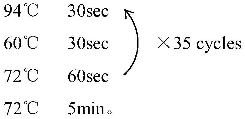 Molecular marker and kit for detecting COVID-19 susceptibility, and application of molecular marker