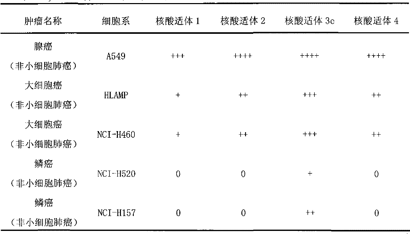 Nucleic acid aptamer for classification of different-subtype non-small cell lung cancers and screening method thereof