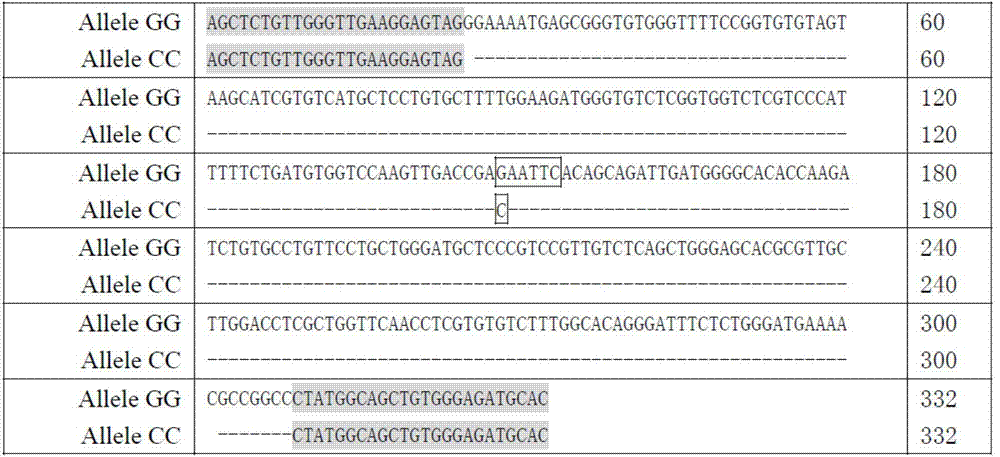 Single nucleotide polymorphism, detection method and application of chicken gene