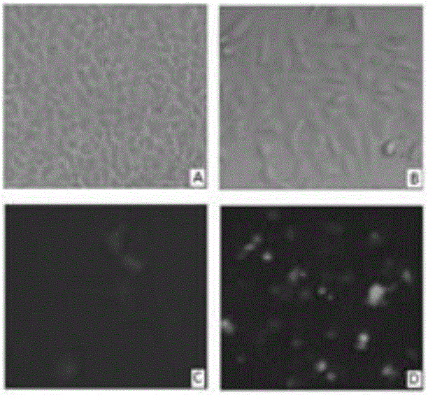 Preparation method of sensitive cell subcloning Vero/Slam/V for enhancing PPRV (Peste Des Petits Ruminants Virus) duplication