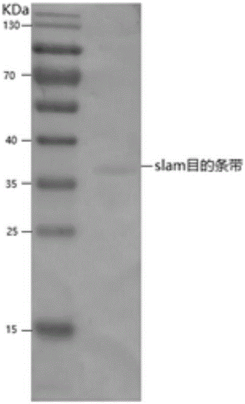 Preparation method of sensitive cell subcloning Vero/Slam/V for enhancing PPRV (Peste Des Petits Ruminants Virus) duplication