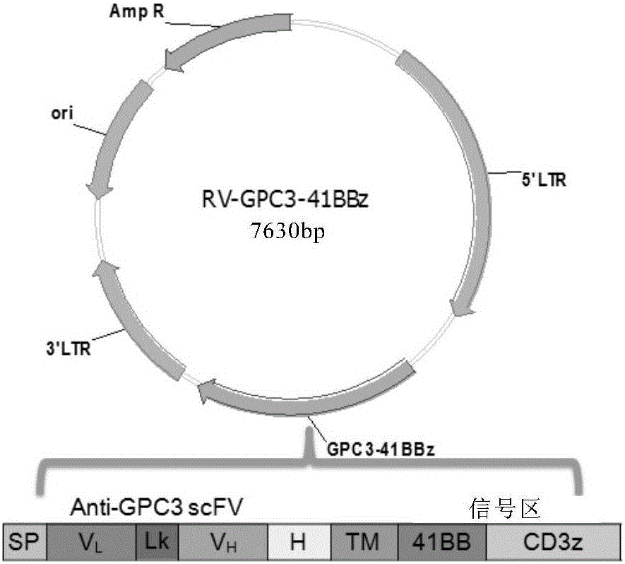 Chimeric antigen receptor of targeted GPC3 (Glypican 3) and application thereof
