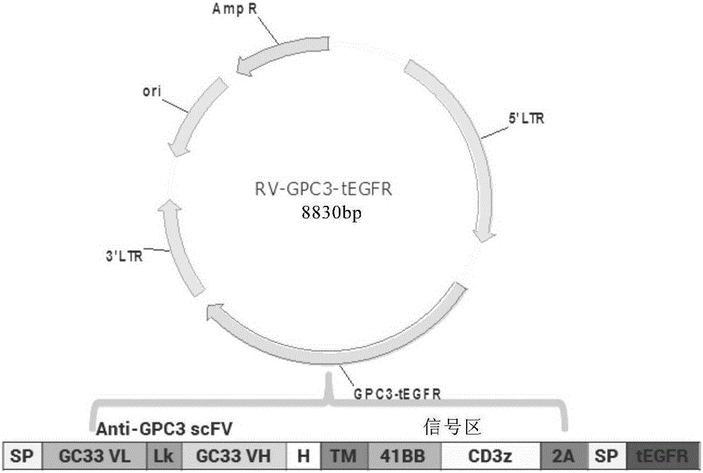 Chimeric antigen receptor of targeted GPC3 (Glypican 3) and application thereof