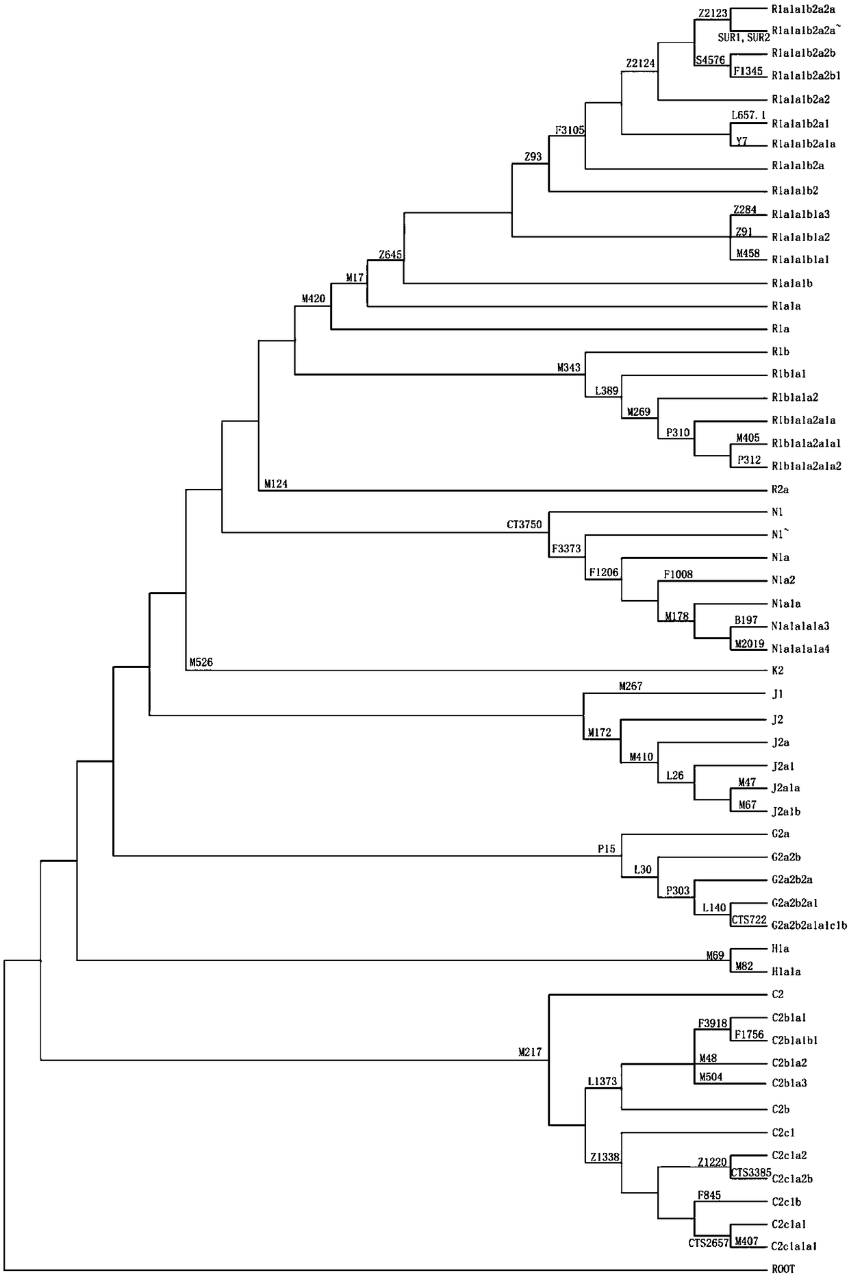 Compound detection kit in forensic medicine based on SNP (Single Nucleotide Polymorphism) genetic markers of 56 Y chromosomes