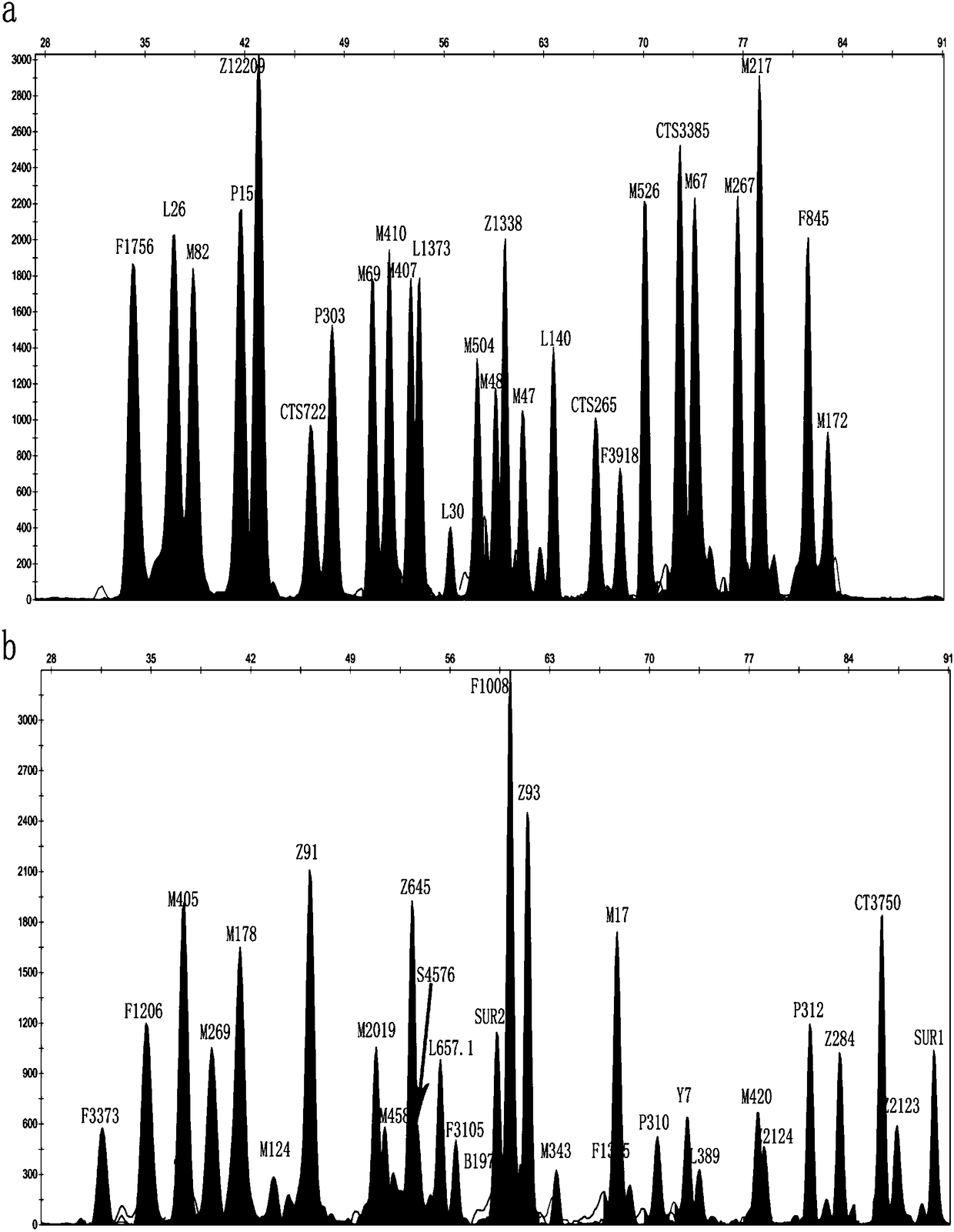 Compound detection kit in forensic medicine based on SNP (Single Nucleotide Polymorphism) genetic markers of 56 Y chromosomes