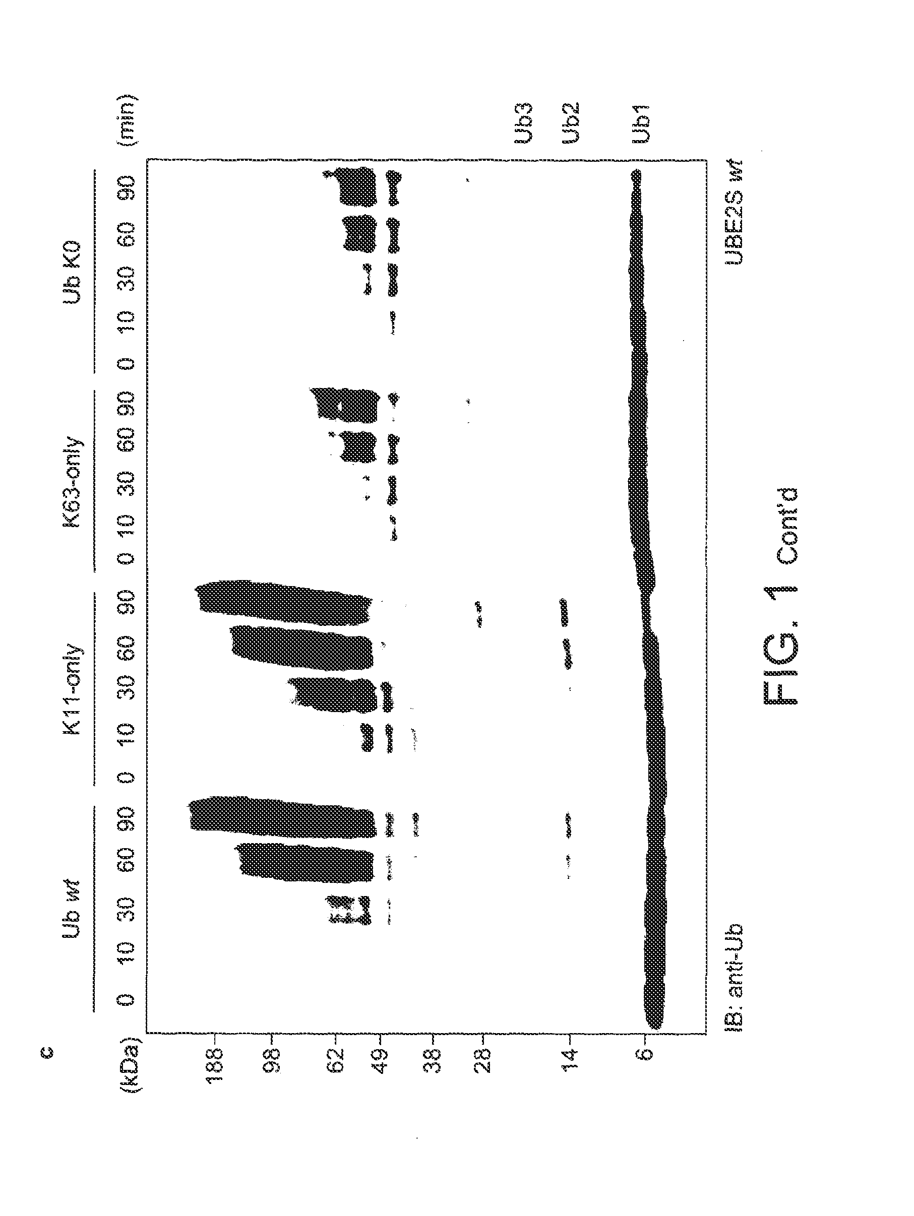 Engineered E2 For Increasing The Content Of Free LYS11-Linked Ubiquitin