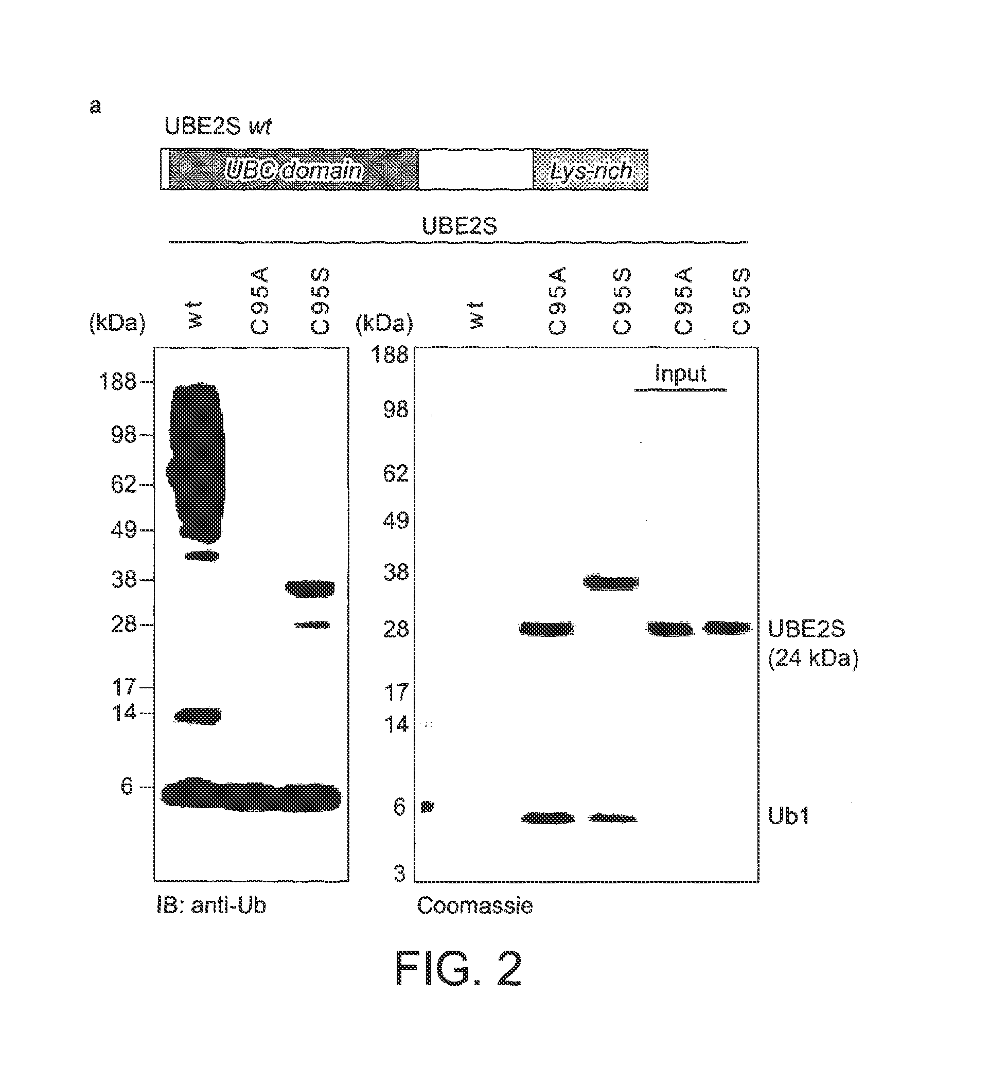 Engineered E2 For Increasing The Content Of Free LYS11-Linked Ubiquitin