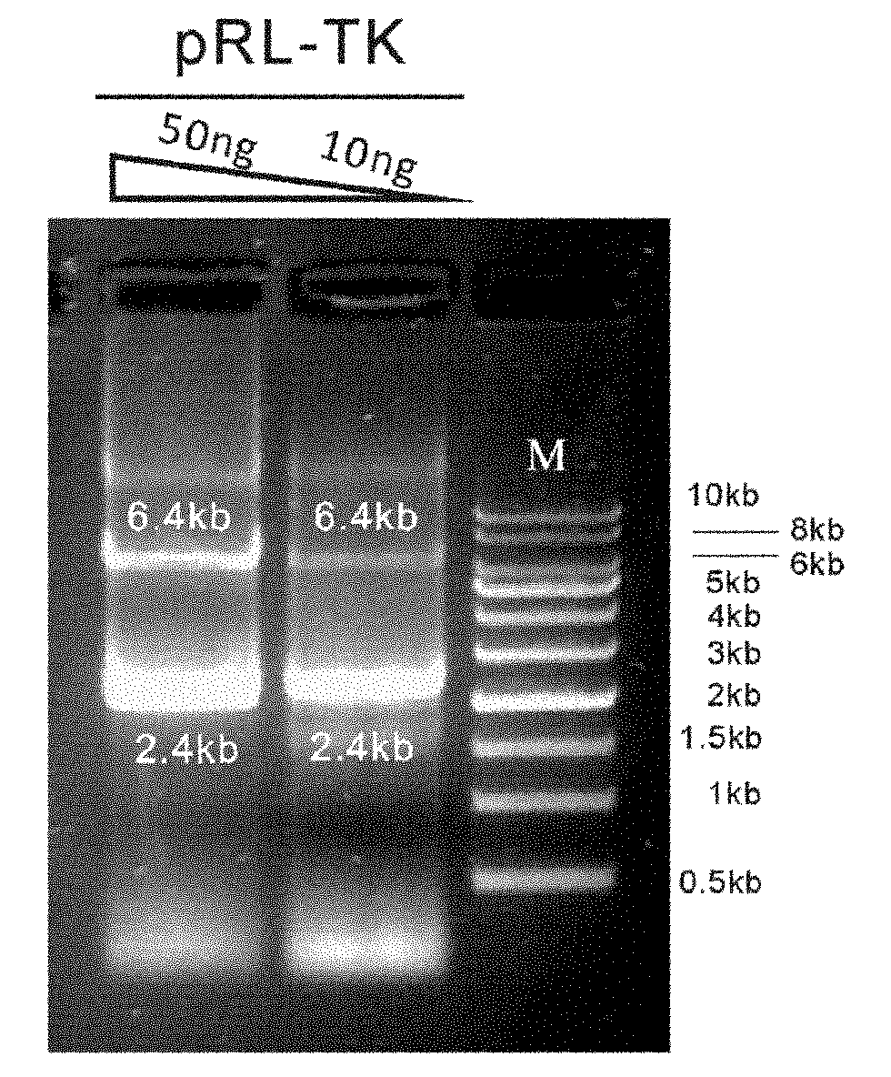 Reference internal type dual-luciferase reporter vector and application thereof