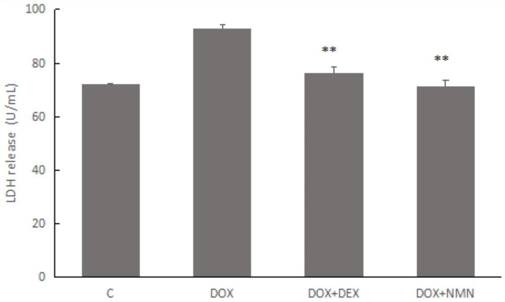 Nicotinamide mononucleotide and protective application thereof in myocardial injury of antitumor drug