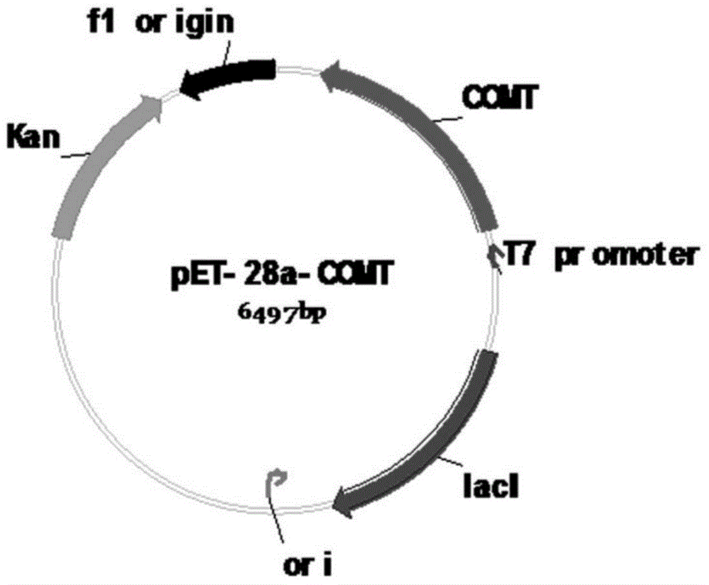 Method for synthesizing ferulic acid through enzyme method