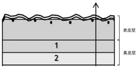 Construction method and culture solution of double-layer skin model for cosmetic anti-aging detection