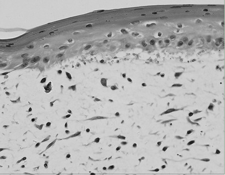 Construction method and culture solution of double-layer skin model for cosmetic anti-aging detection