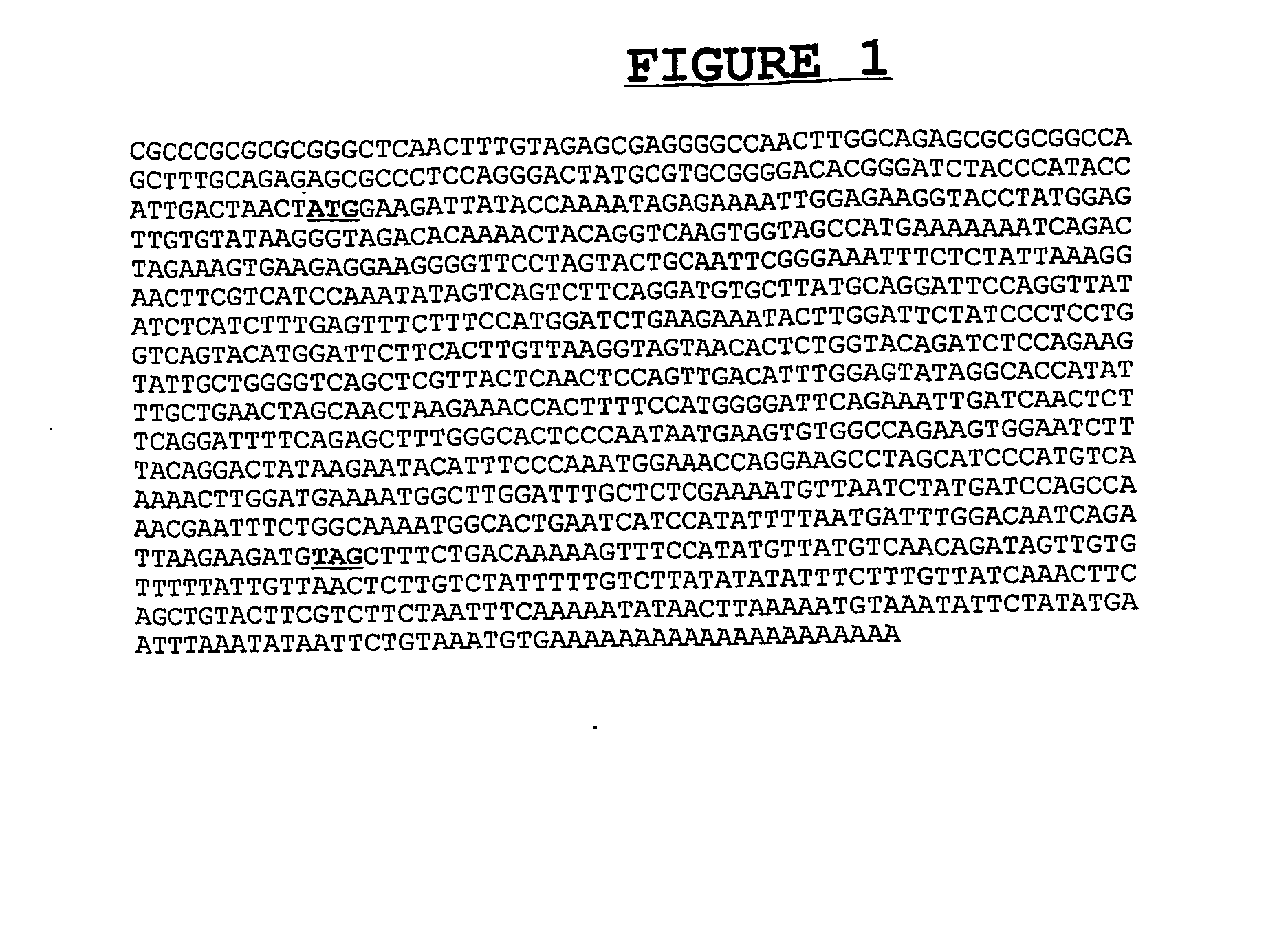 Composition and Methods for the Diagnosis and Treatment of Tumor