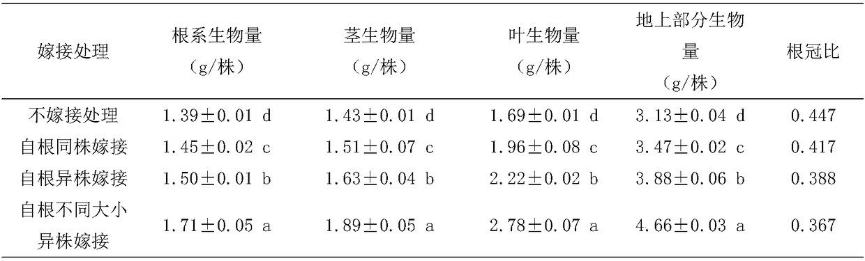 Method for enhancing remediation ability of cosmos sulphureus to cadmium pollution soil in orchard