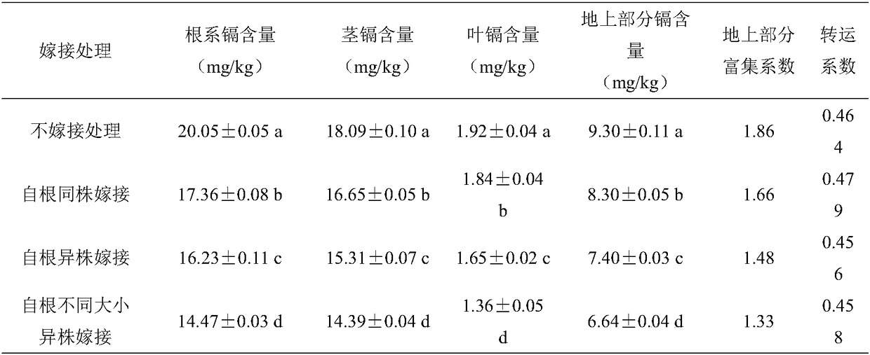 Method for enhancing remediation ability of cosmos sulphureus to cadmium pollution soil in orchard