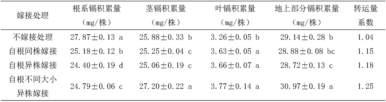 Method for enhancing remediation ability of cosmos sulphureus to cadmium pollution soil in orchard