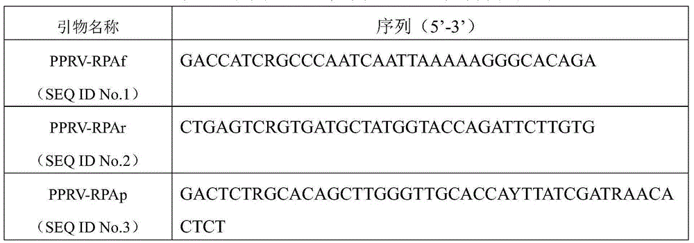Primer and probe for detecting peste des petits ruminants virus by virtue of RPA (Recombinase Polymerase Amplification) technique
