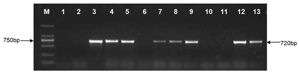 Agrobacterium tumefaciens-mediated sesame cotyledon transgenic method