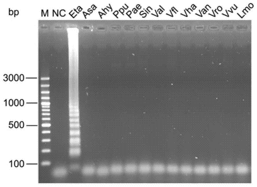 Primer and probe sequences and applications of primers and probes for detection of Edwardsiella tarda lamp‑lfd