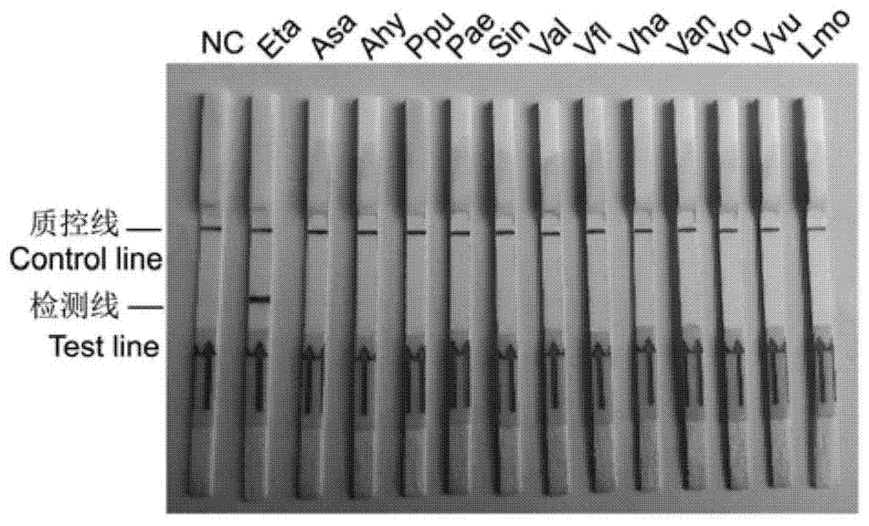 Primer and probe sequences and applications of primers and probes for detection of Edwardsiella tarda lamp‑lfd