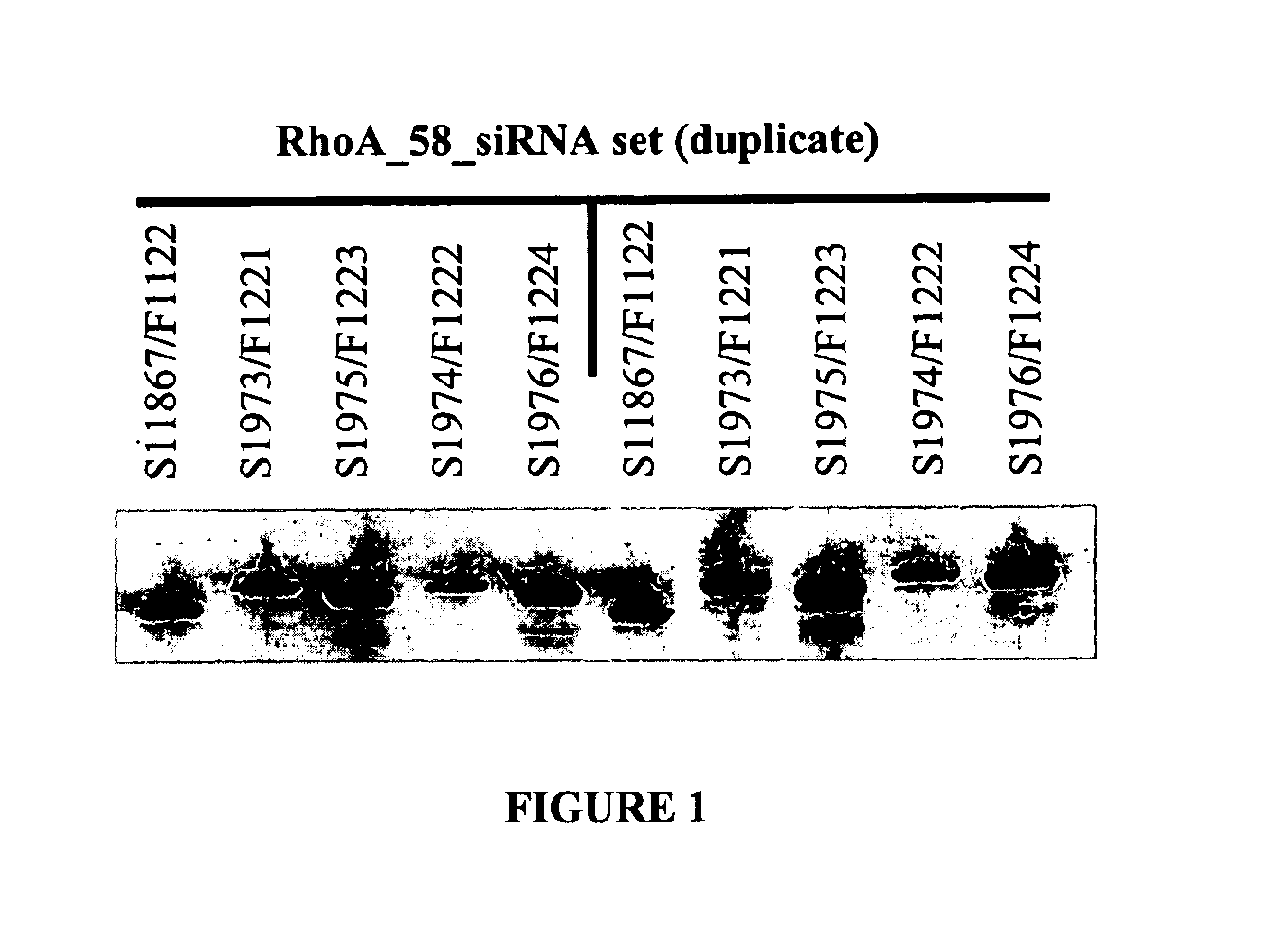 Double-stranded nucleic acid compounds