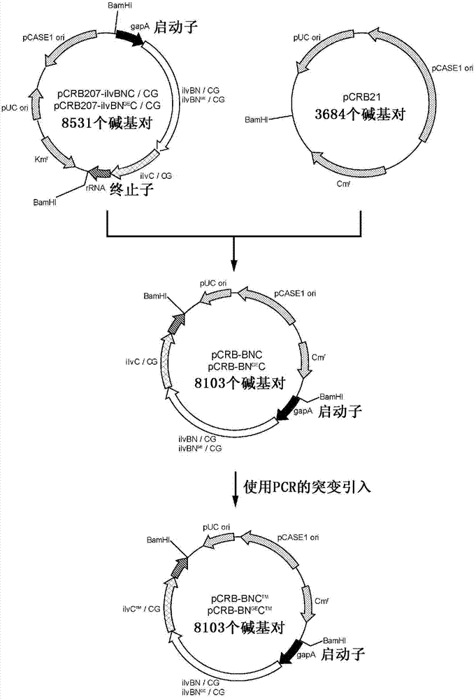 Transformant of coryneform bacterium and method for producing valine by using same