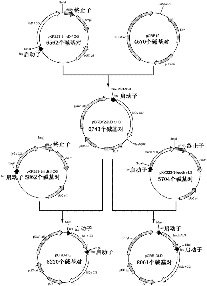 Transformant of coryneform bacterium and method for producing valine by using same