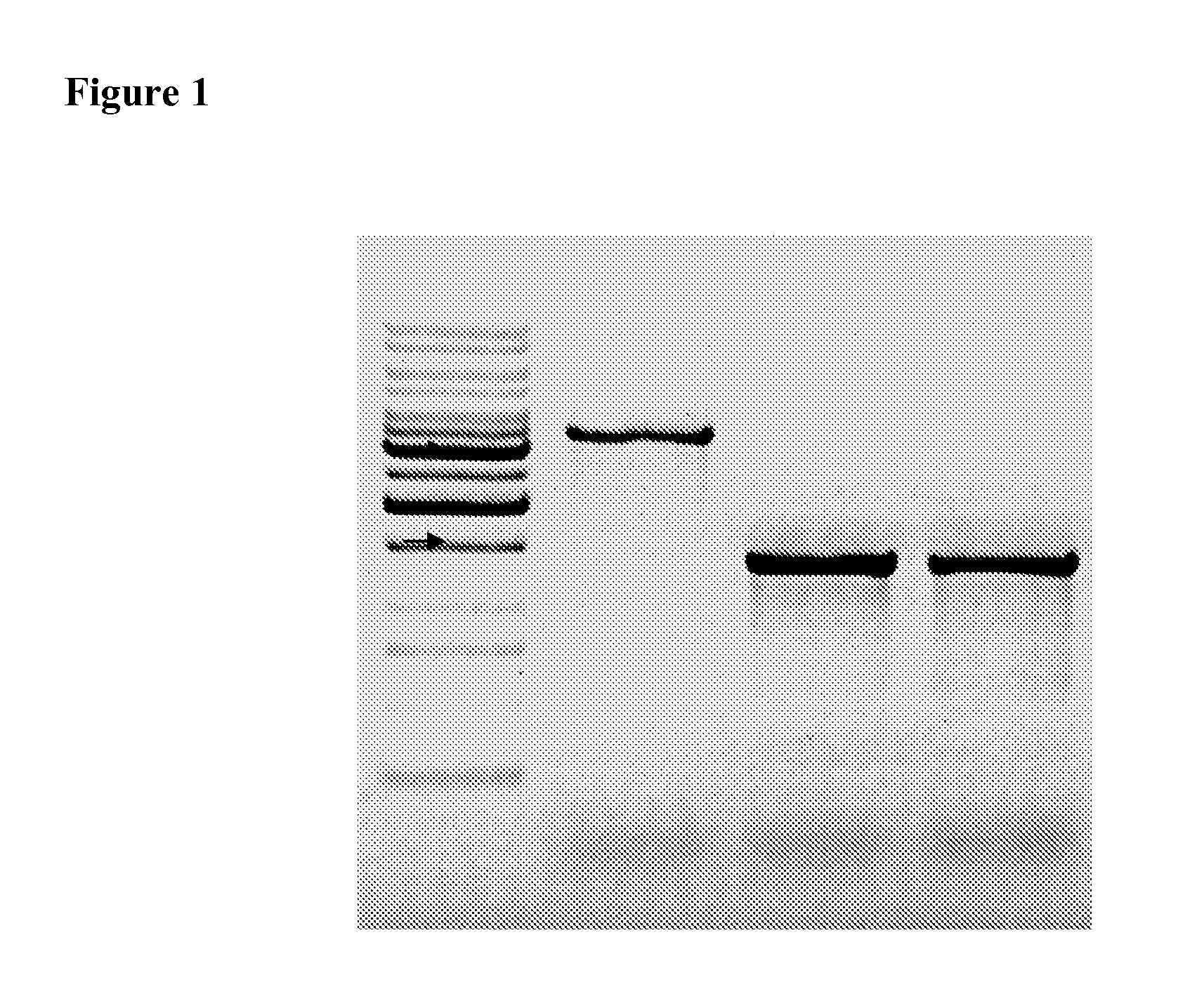 Attenuated salmonella enterica serovar paratyphi a and uses thereof