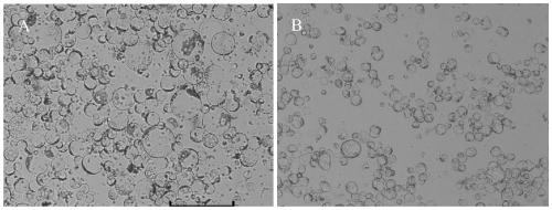 Protoplast preparation and genetic transformation method of Chinese cabbage