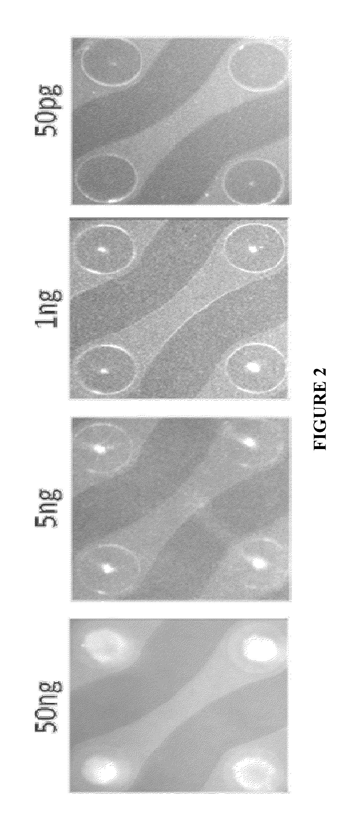 Nucleic acid sample preparation